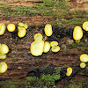 Chlorosplenium Cup Fungus