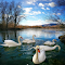 Item logo image for Swan flock wallpaper