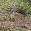 White-bellied Bustard