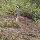 White-bellied Bustard