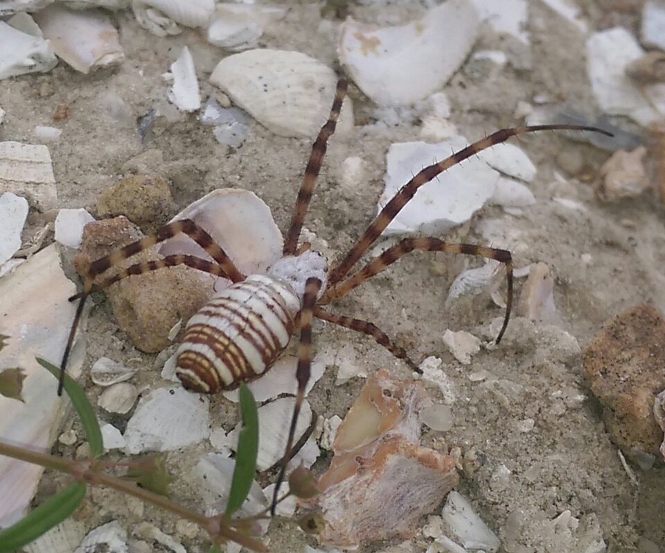 Banded garden spider female