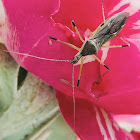 Assassin Bug / Percevejo-Assassino