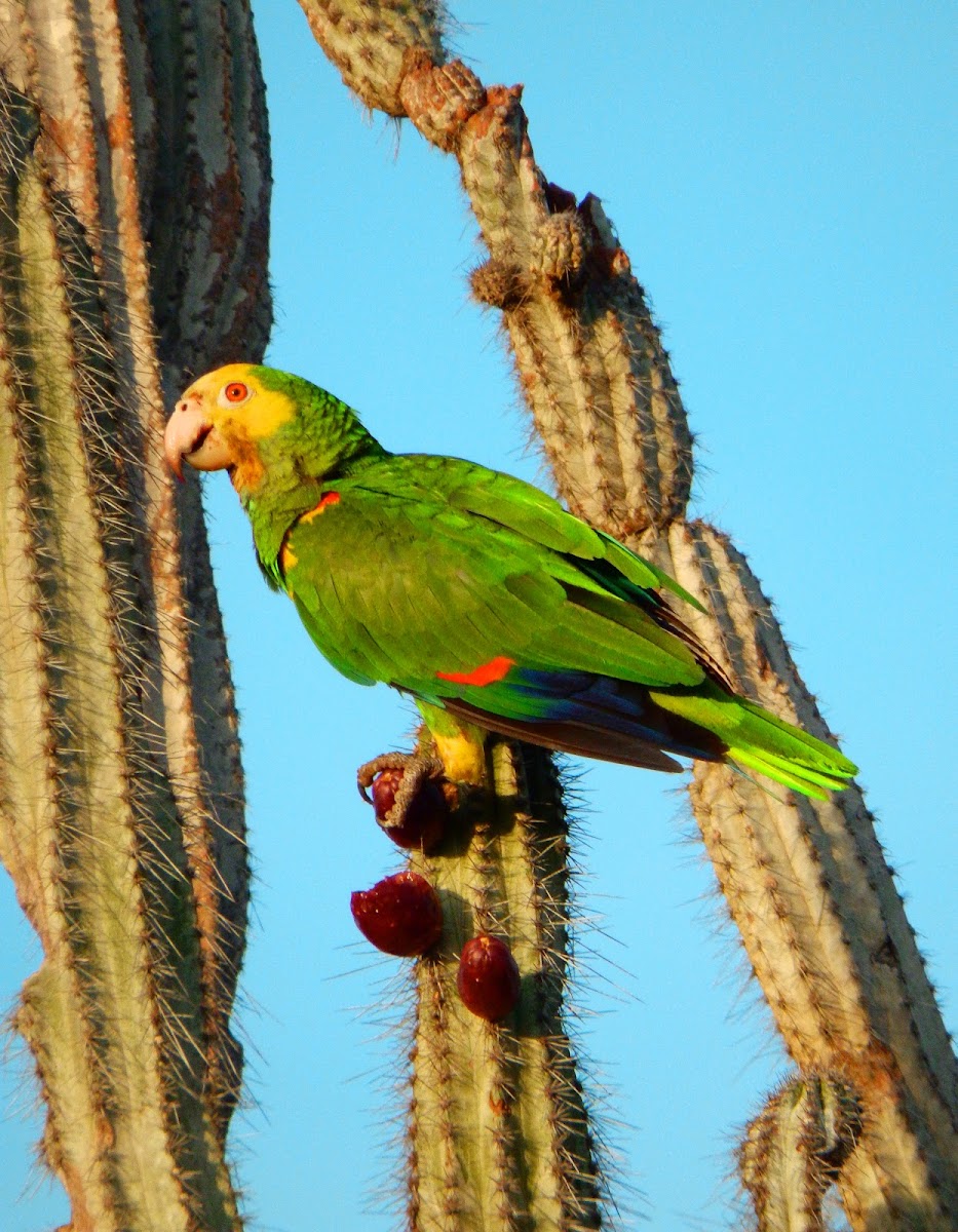 Yellow-shouldered amazon