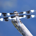 Eight-spotted skimmer