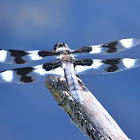 Eight-spotted skimmer