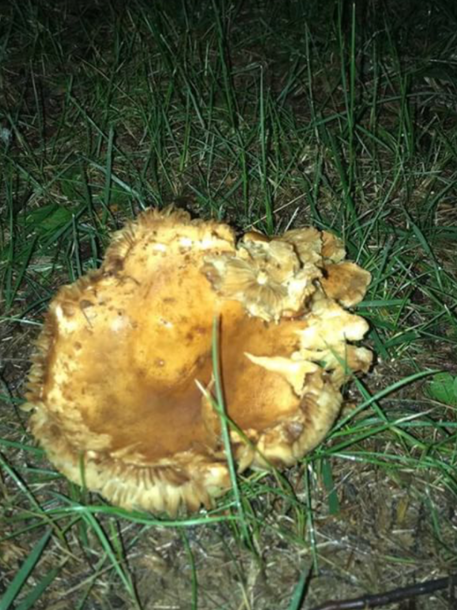 Brown/yellow mushroom in Maryland