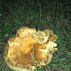 Brown/yellow mushroom in Maryland