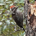 Arizona woodpecker