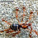 Yellow Crazy Ant, queen