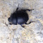 Dung Beetle / Lajniak hladký