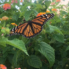 Monarch Butterfly