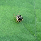 Black stink bug