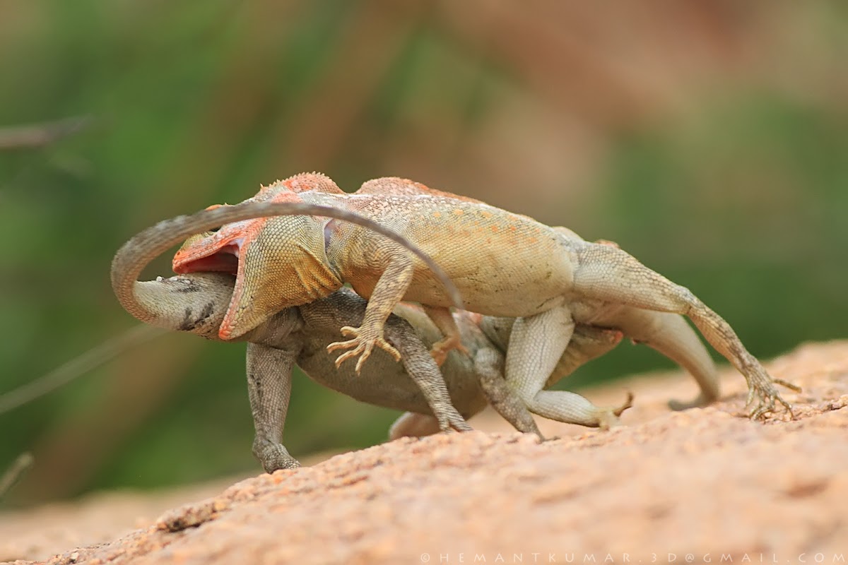 South Indian rock agama