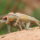 South Indian rock agama