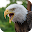 Eagle Wallpapers HD (backgrounds & themes) Download on Windows