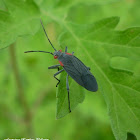 Red-shouldered bug