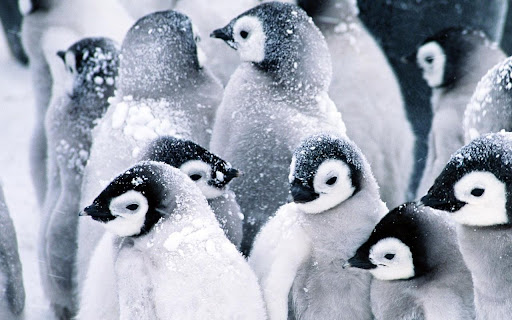 Penguin Huddle