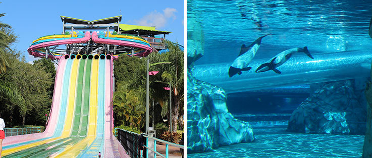 Dolphin Plunge Aquatica