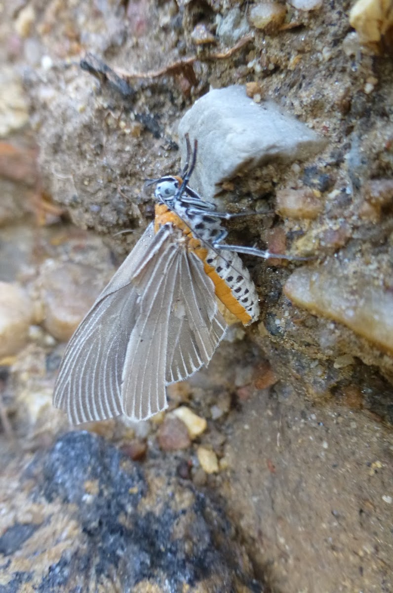 Snouted Tiger moth