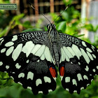 Lime butterfly, Lemon butterfly