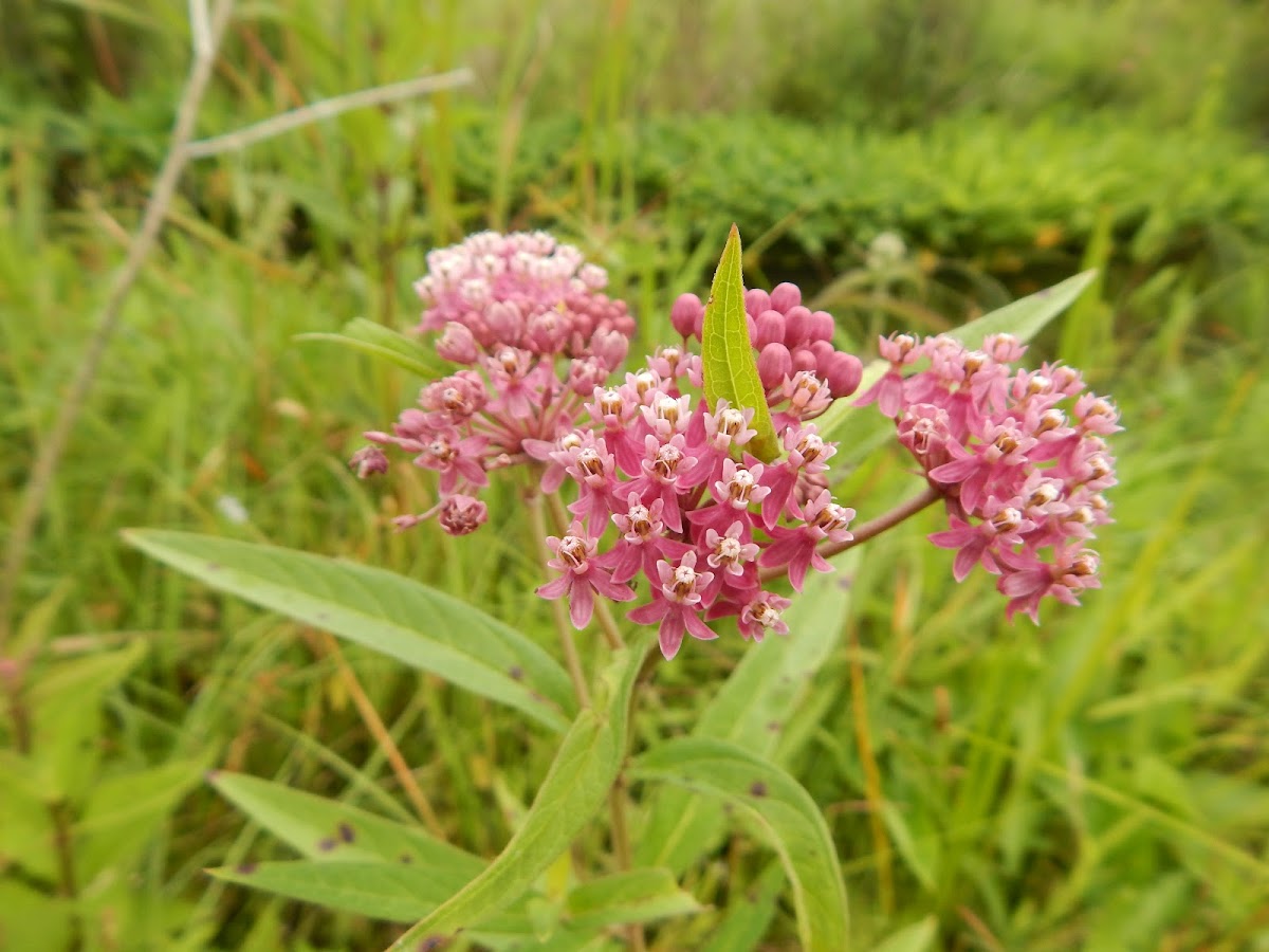 Swamp Milkweed