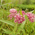 Swamp Milkweed