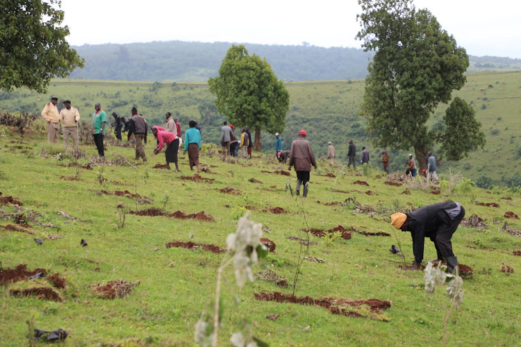 Residents of Chepyuk taking part in a tree planting exercise to celebrate the Environment CS Soipan Tuya's birthday at Mt. Elgon in Bungoma County on July 24, 2023.