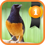 White-rumped Shama Apk