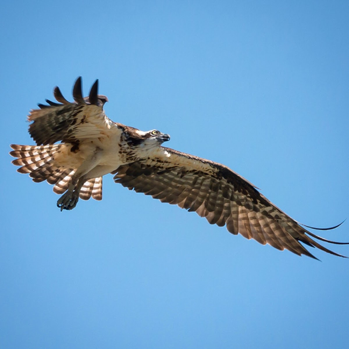 Osprey