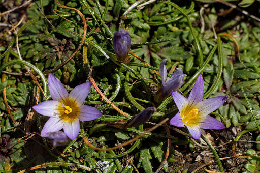 Romulea bulbocodium