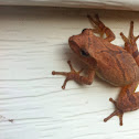 northern Spring Peeper