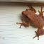 northern Spring Peeper