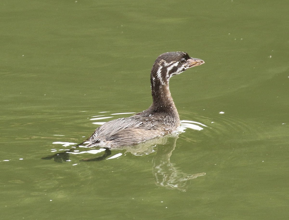 Pied-billed Grebe