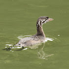 Pied-billed Grebe