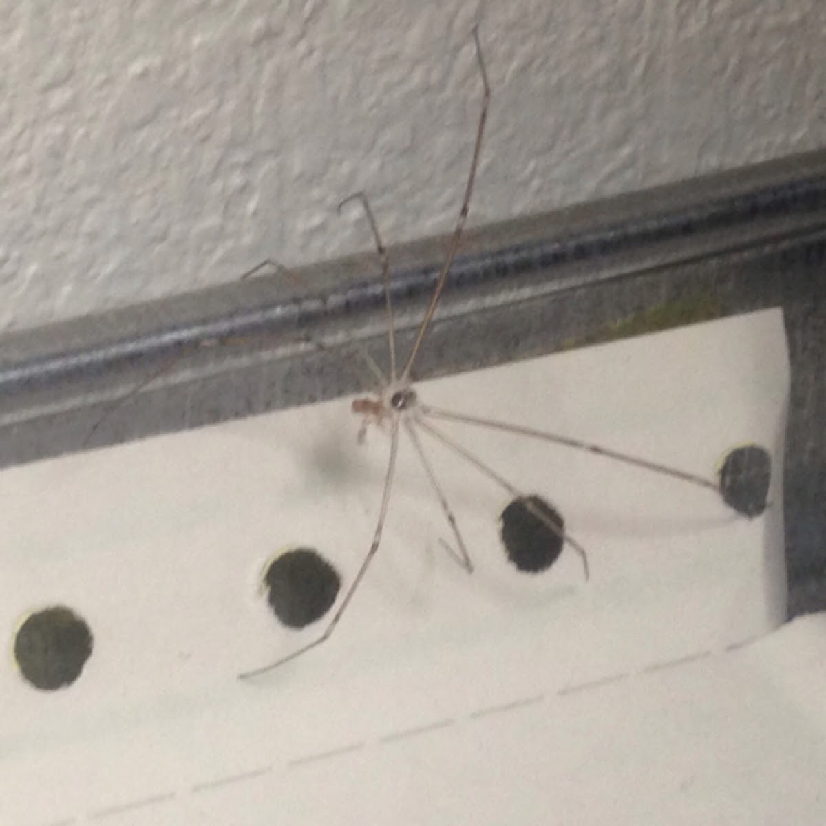 Longbodied cellar spider