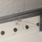 Longbodied cellar spider