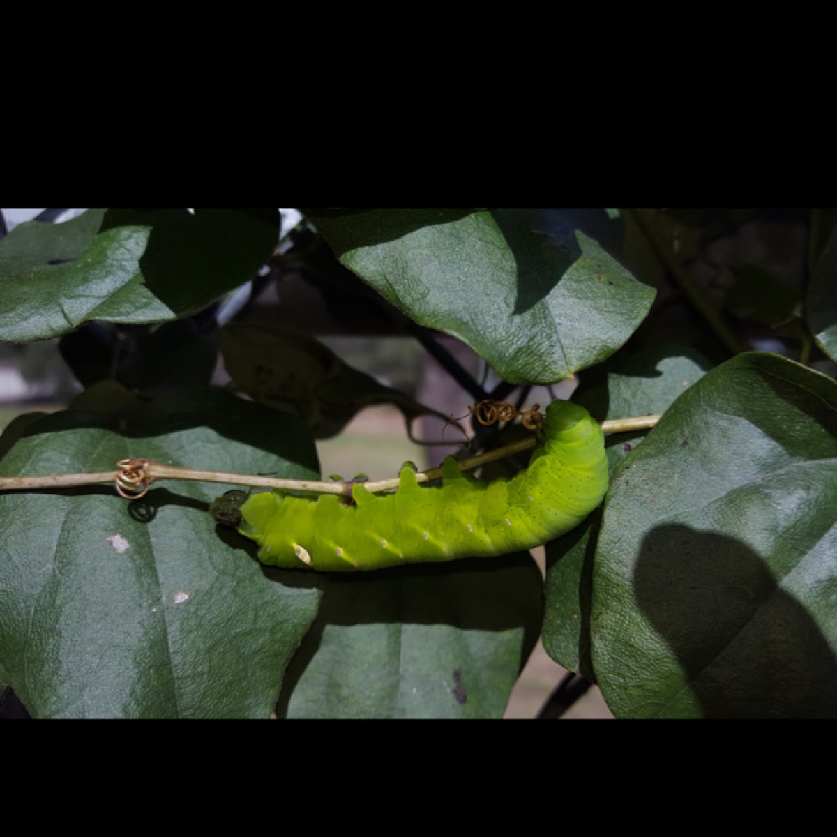 Vine Sphinx Moth Caterpillar