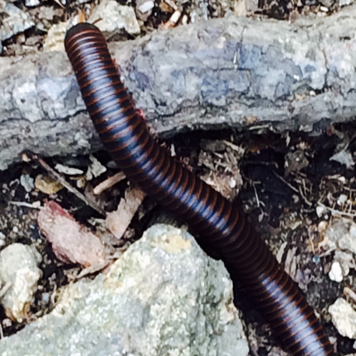 Millipede