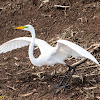 Great Egret