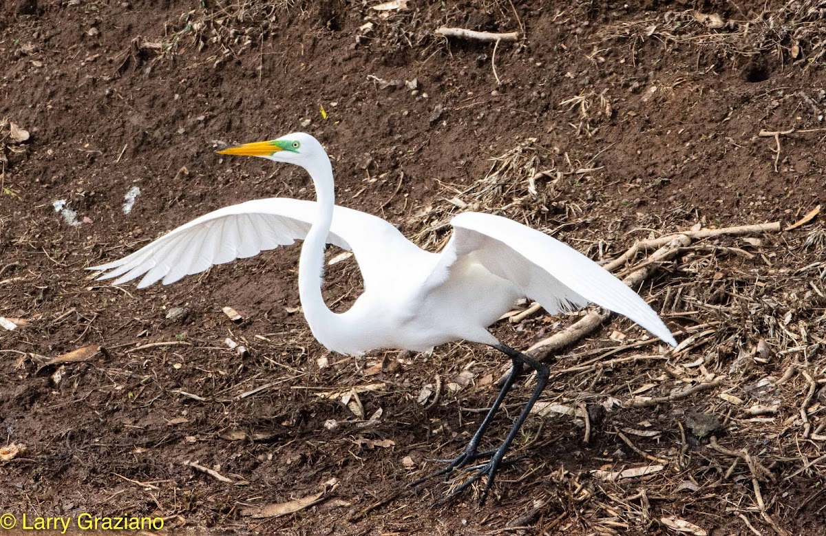 Great Egret