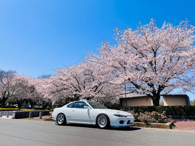 シルビアの桜とコラボ🌸・春の交通安全週間・ドライブ・免許更新・ついにゴールドに関するカスタム事例の投稿画像2枚目