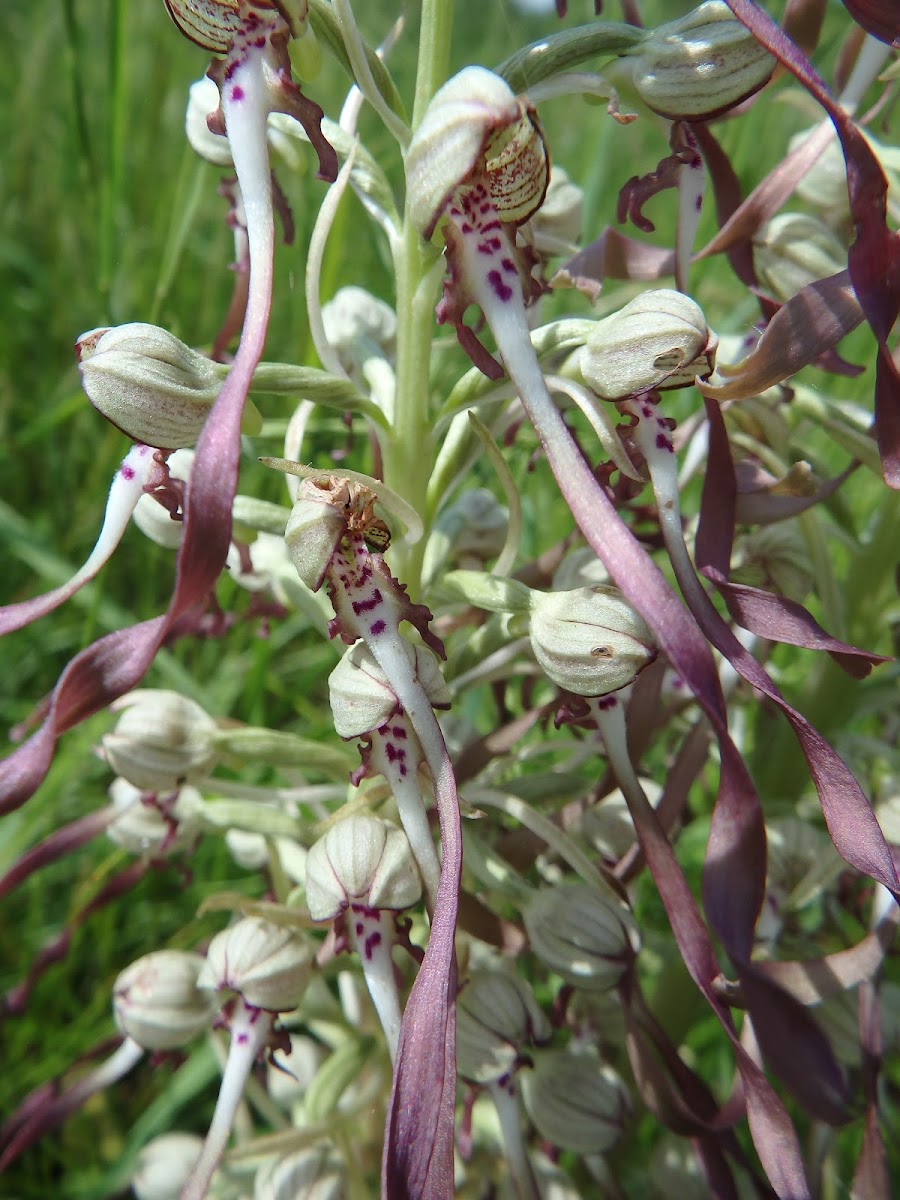 Lizard Orchid