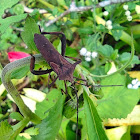 Leaf-footed Bug