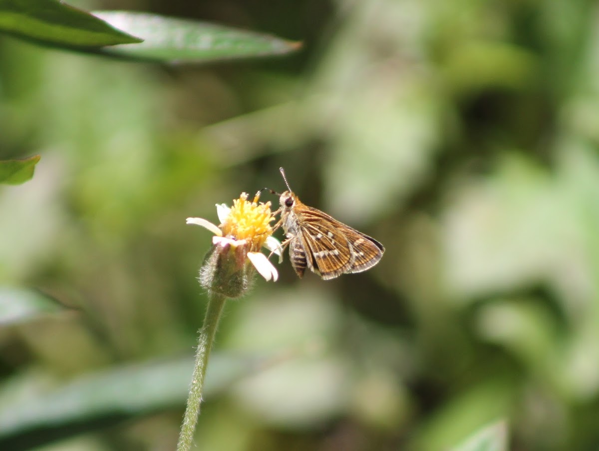 Common Grass Dart