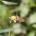 Common Grass Dart