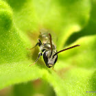 Sweat bees