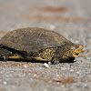 European Pond Turtle