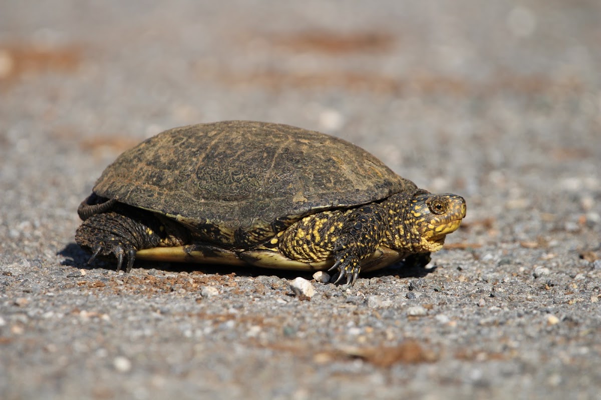 European Pond Turtle