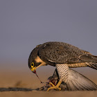 Peregrine Falcon