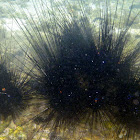 Long Spined Sea Urchin